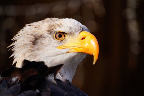 American bald eagle close-up
