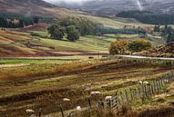 Landschap Schotland met schapen van Sjaak van Etten thumbnail