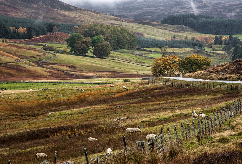 Landschap Schotland met schapen van Sjaak van Etten
