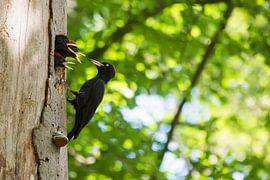 Schwarzspecht von Danny Slijfer Natuurfotografie