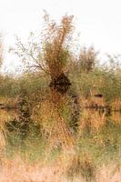 Klein eilandje van rietgras in een meer met sterke reflectie