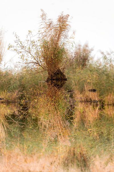 Small island of reed grass in a lake with strong reflection by Hans-Jürgen Janda
