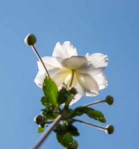Unterseite aus weißem Asternstoff