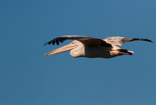 Pelikaan in vlucht