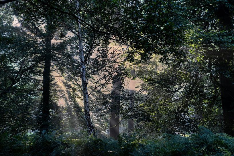 Breda Liesbos dans le brouillard par Egon Zitter