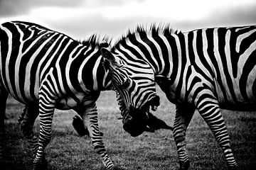 Zebra, Afrika, Safari von Roger VDB
