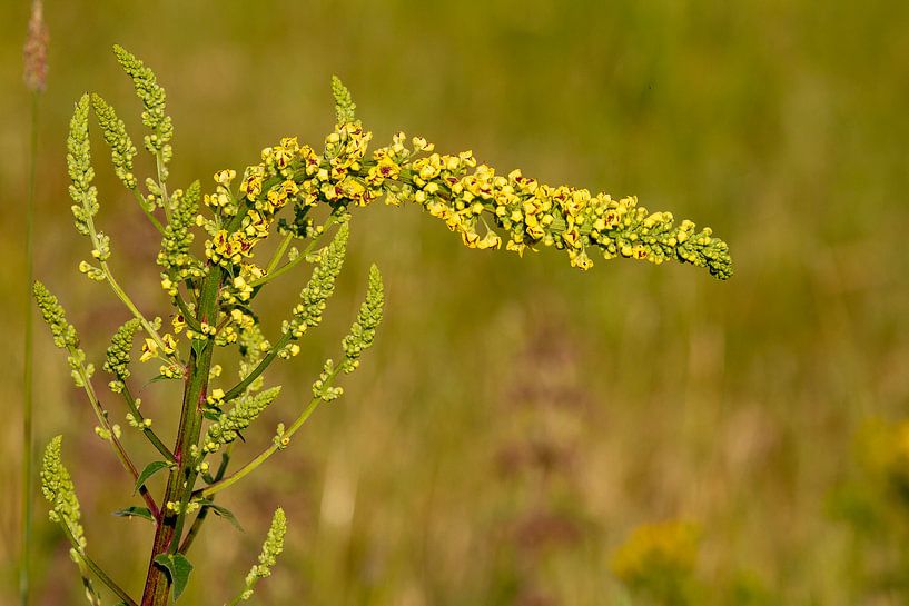 Diepe buiging voor de natuur. von Peter Crotjee