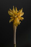 The Floral Essence V