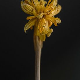 The Floral Essence V sur Wendy Bos