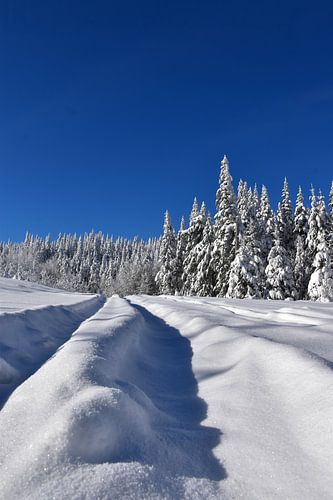 Une route de campagne en hiver