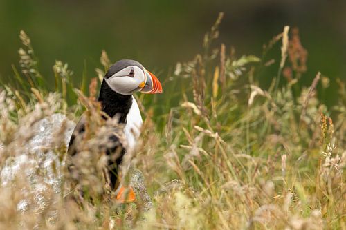 Puffin