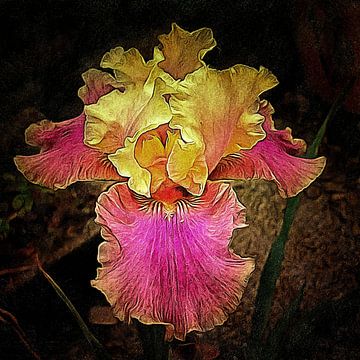 Colette Thurillet Iris Bloom van Dorothy Berry-Lound