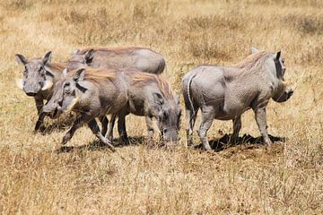 family warthogs by Roger Hagelstein