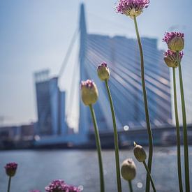 Rotterdam in Blüte. von Pictures Palumbo
