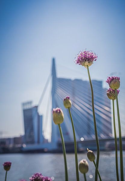 Rotterdam in bloom. by Pictures Palumbo