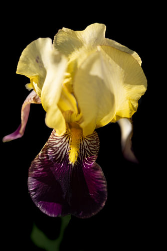 Iris