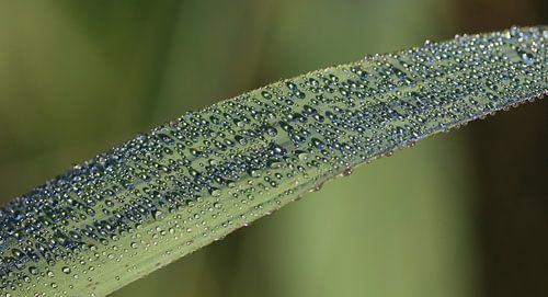 dewdrops on reeds