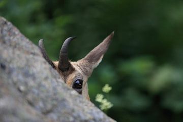 Gemzen (Rupicapra rupicapra) Vogezen, Frankrijk van Frank Fichtmüller