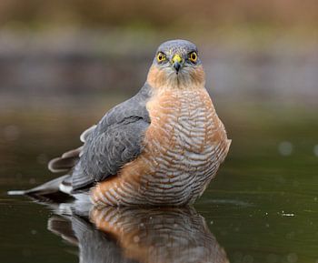 Sperwer neemt een bad