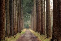 Guardians of the Forest Path