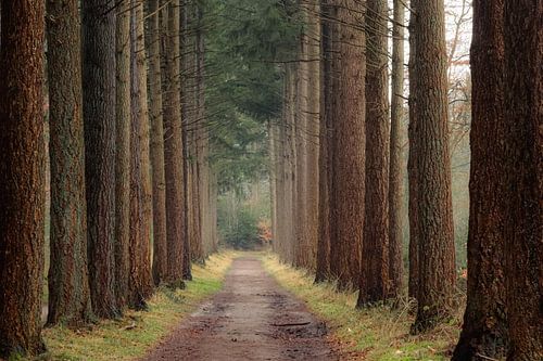 Guardians of the Forest Path by Adriana Luxwolda