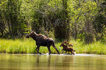 Eland met kalveren in de wildernis van Alaska