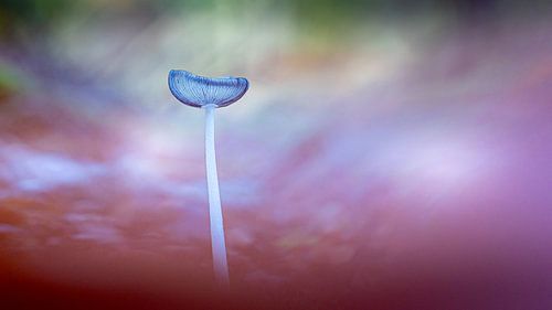 mushroom, hare's foot