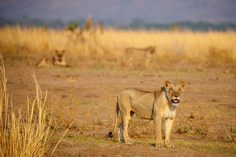 Löwin, Mana Pools, Simbabwe von Marco Kost