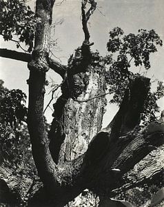 The Old Maple, Lake George (1912–1913) by Alfred Stieglitz