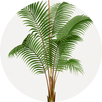 Palmplant | Areca (Rhopalostylis) Baueri. van Peter Balan