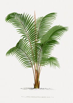 Palme | Areca (Rhopalostylis) Baueri. von Peter Balan