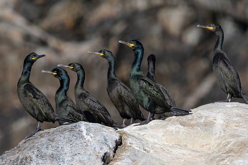 Un groupe de cormorans se tient sur un rocher sur Sonja Foerster-Odenthal