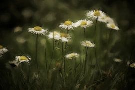 Gänseblümchen von Dagmar Marina