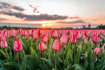 Noordwijk - Tulipes roses en fleurs (0047) sur Reezyard