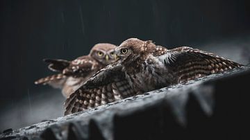 Little Owls take a Rain Shower by Ruben Van Dijk