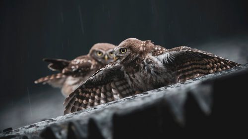 Little Owls take a Rain Shower