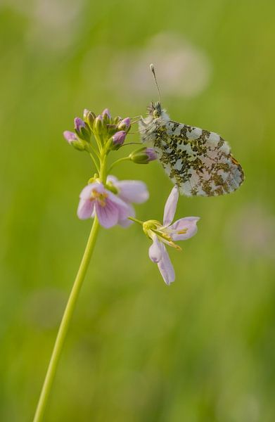 Voorjaarsvlinder (oranjetipje) van Moetwil en van Dijk - Fotografie