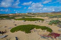 Landschap