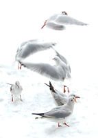 Always a seagull around