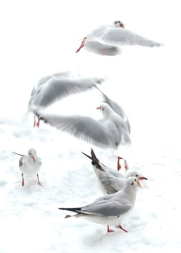 Always a seagull around