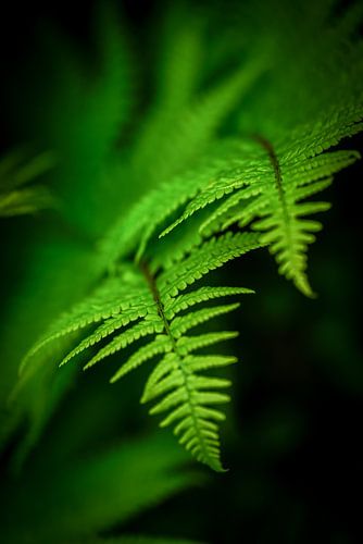 The magic of ferns by Dirk van Egmond