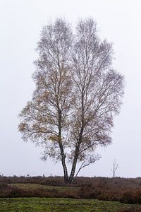 Baum in der Landschaft von Menno Schaefer