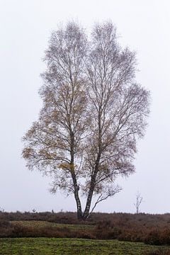 Baum in der Landschaft