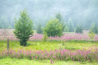 Field with Foxglove on the High Fens. by Jos Pannekoek thumbnail