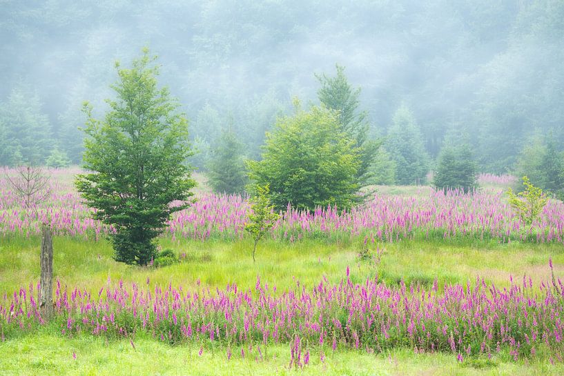 Field with Foxglove on the High Fens. by Jos Pannekoek
