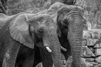 Elephants at Safaripark Beekse Bergen in black and white