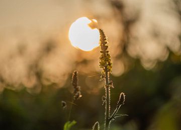 zomerse wildgroei van Tania Perneel