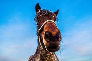 Paard nieuwsgierig