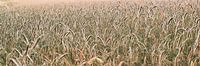 Panorama grain landscape Germany