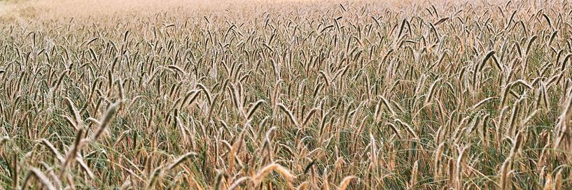 Panorama grain landscape Germany by Lampe Productions
